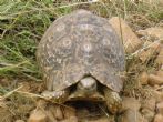 Leopard tortoise in the Masai Mara.  Photo submitted by Nina - click to enlarge
